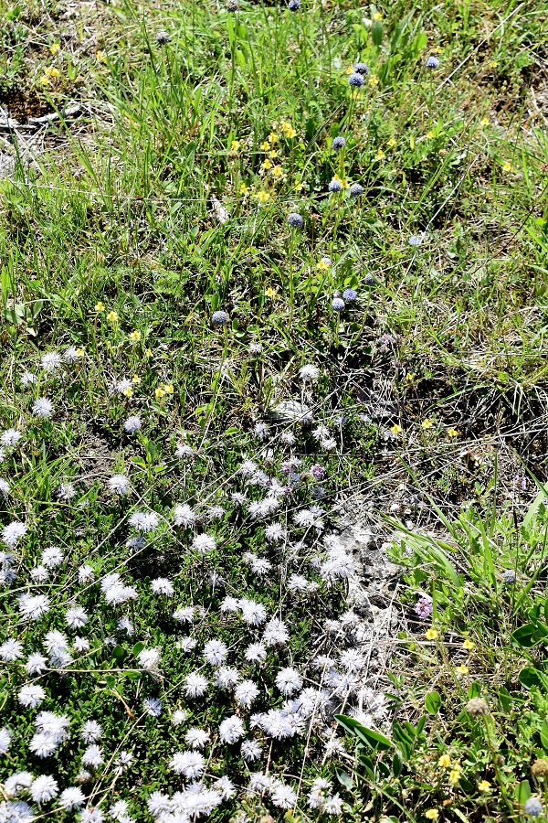 Lindabrunn - 15052022 - (40) - Globularia cordifolia - Herz-Kugelblume und Globularia bisnagarica - Hochstiel-Kugelblume.JPG