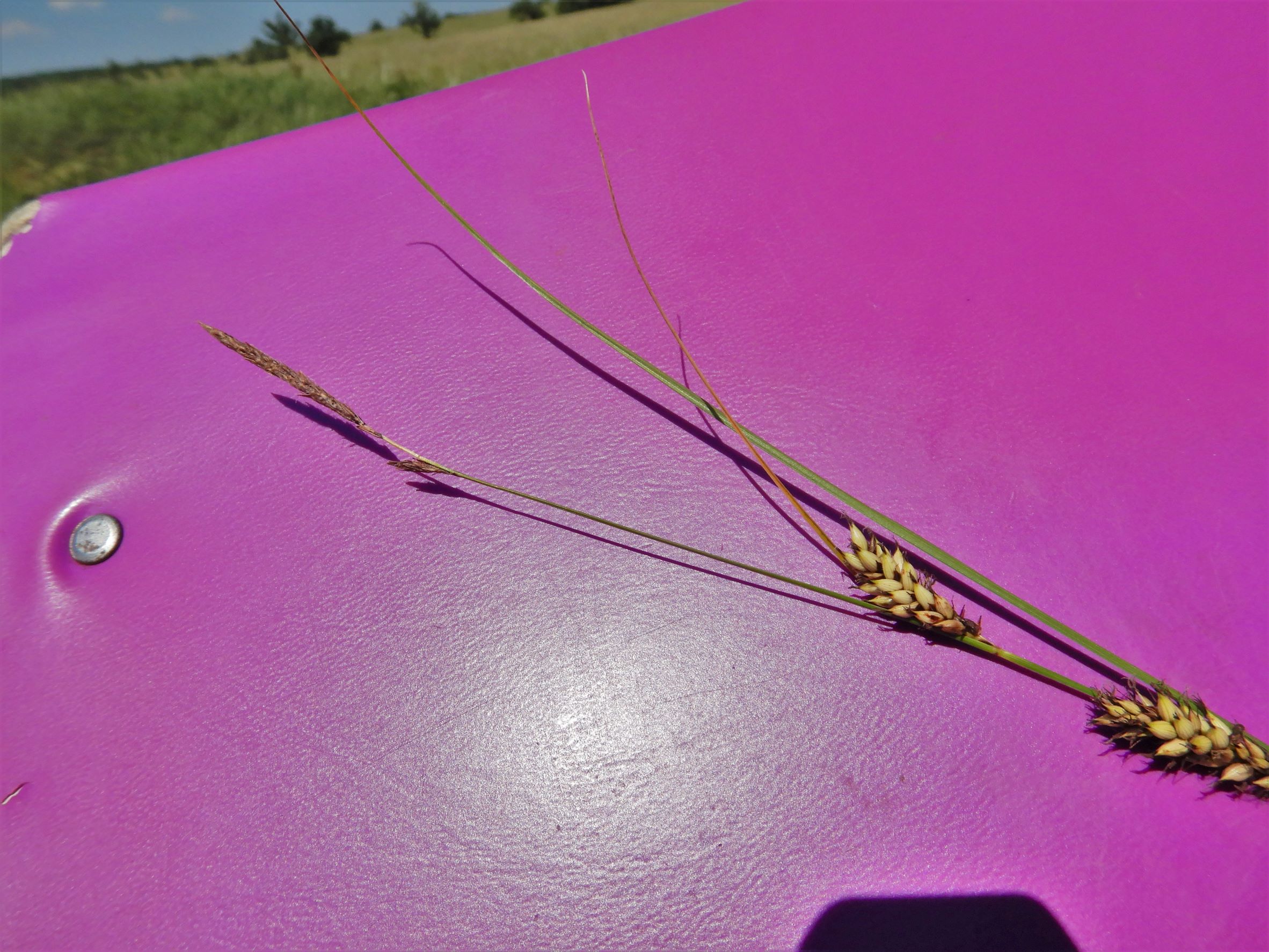 DSCN8659 carex sp., no-leithagebirge, 2021-06-18.JPG