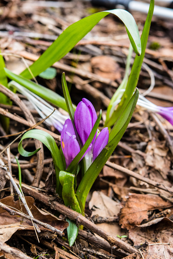 Colchicaceae---Colchicum-(Bulbocodium)-vernum---Frühlings-Lichtblume_8HT1160.jpg