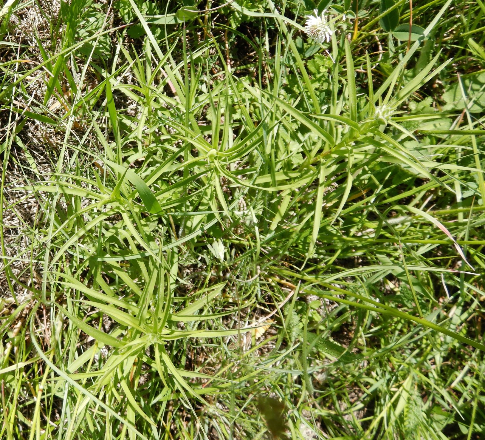 DSCN7067 inula ensifolia, no-leithagebirge, 2022-06-01.JPG