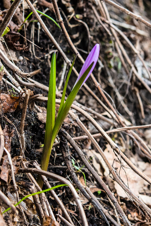 Colchicaceae---Colchicum-(Bulbocodium)-vernum---Frühlings-Lichtblume_8HT1164.jpg