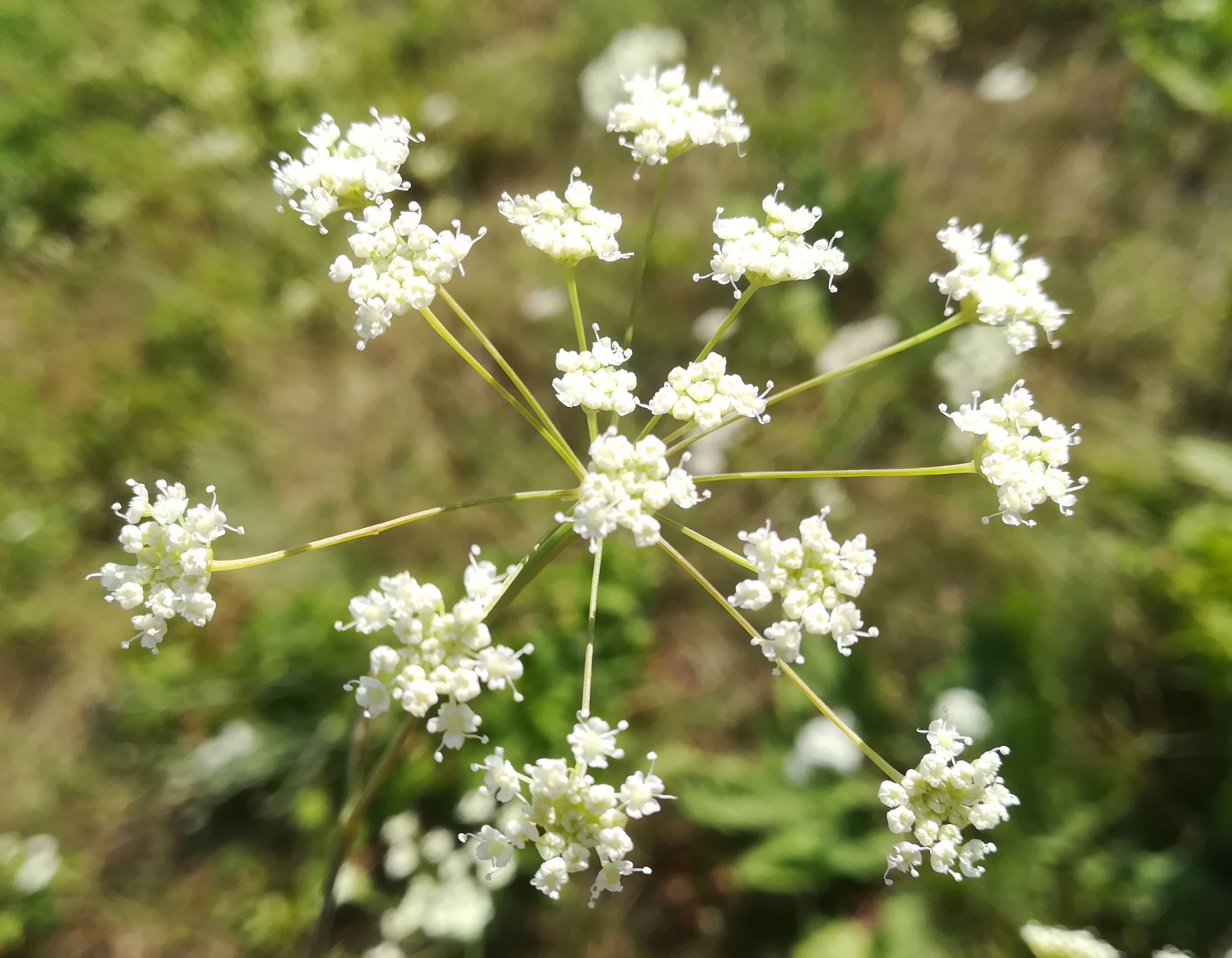 seseli pallasii E bhf götzendorf_20220715_092342.jpg