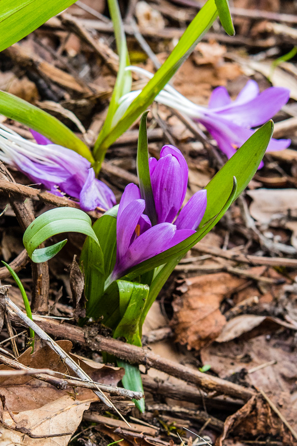 Colchicaceae---Colchicum-(Bulbocodium)-vernum---Frühlings-Lichtblume_8HT1173.jpg