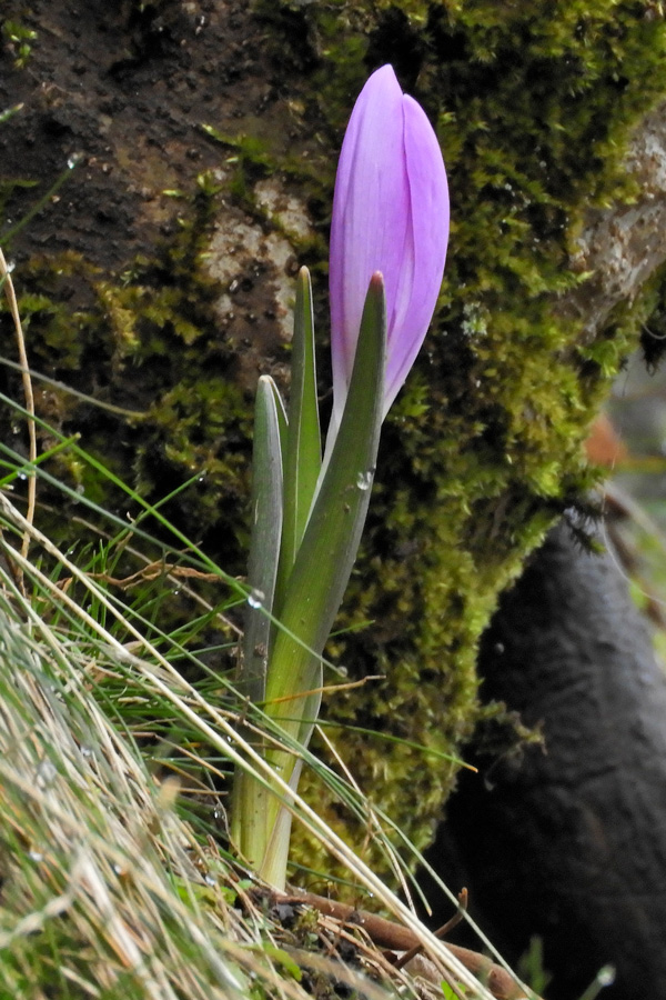Colchicaceae---Colchicum-(Bulbocodium)-vernum---Frühlings-Lichtblume_DSCN0837.jpg