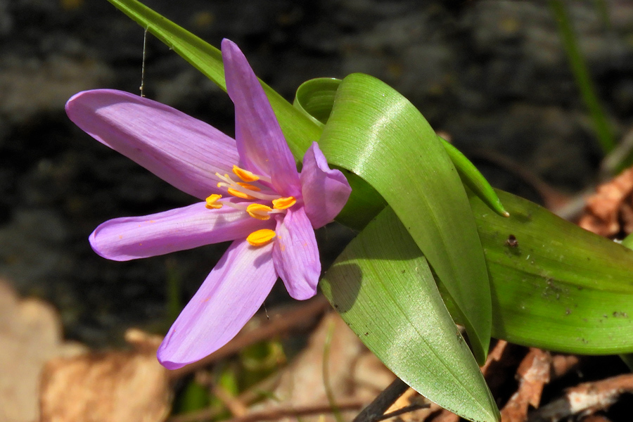 Colchicaceae---Colchicum-(Bulbocodium)-vernum---Frühlings-Lichtblume_DSCN0849.jpg