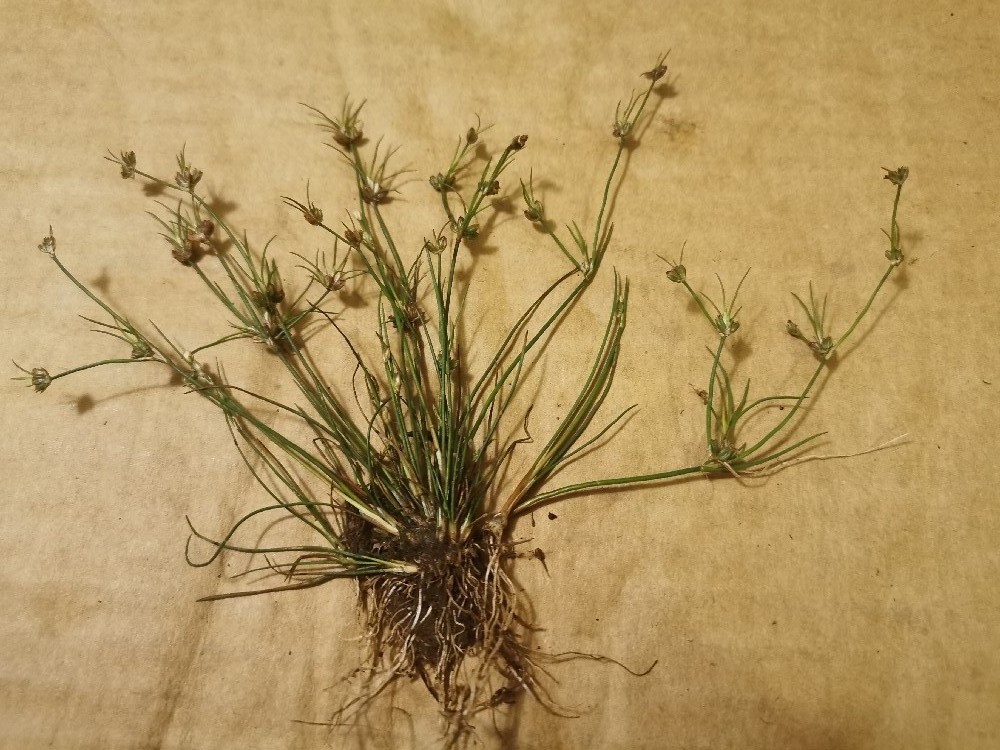 Juncus bulbosus.jpg