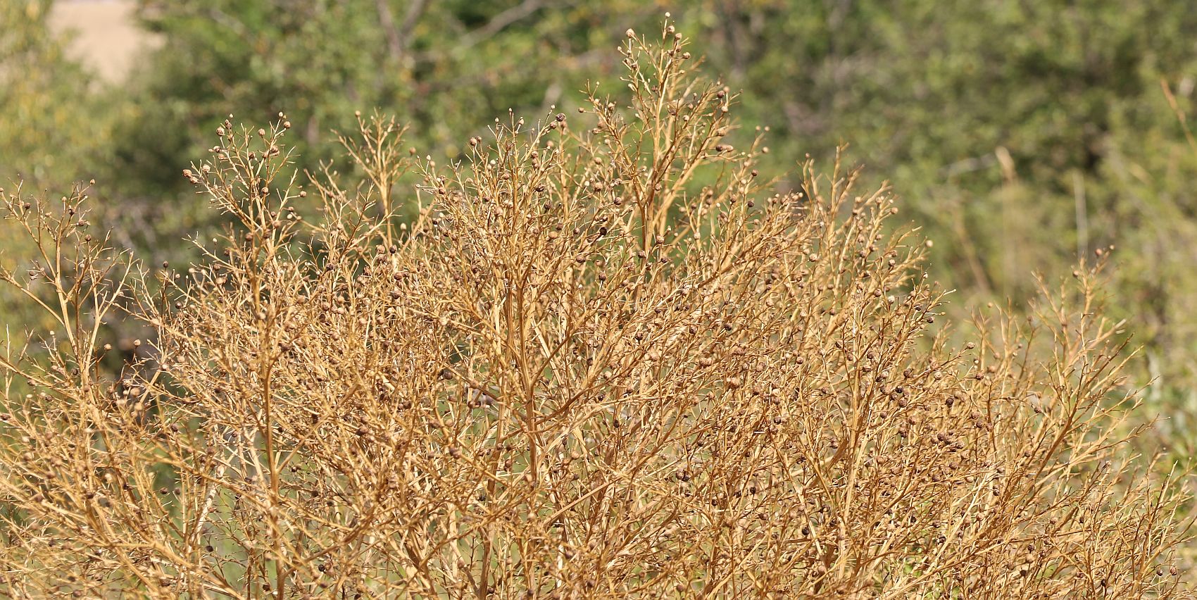 Crambe tataria Ottenthal Zeiserlberg_20220718_08.jpg