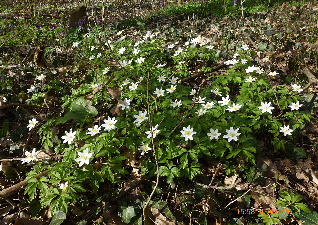 00P1550744 Anemone nemorosa-BuschwindR weiss.JPG