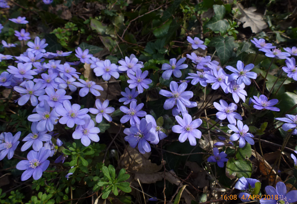 00P1550746 Hepatica nobilis-Leberbl.JPG