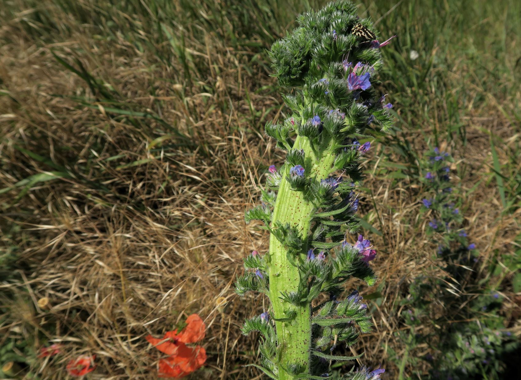 Echium vulgare Gewöhnlich-Natternkopf verbändert, Winden aS ruderal Sattel westl. Hackelsberg 15.06.2022 C (8).JPG