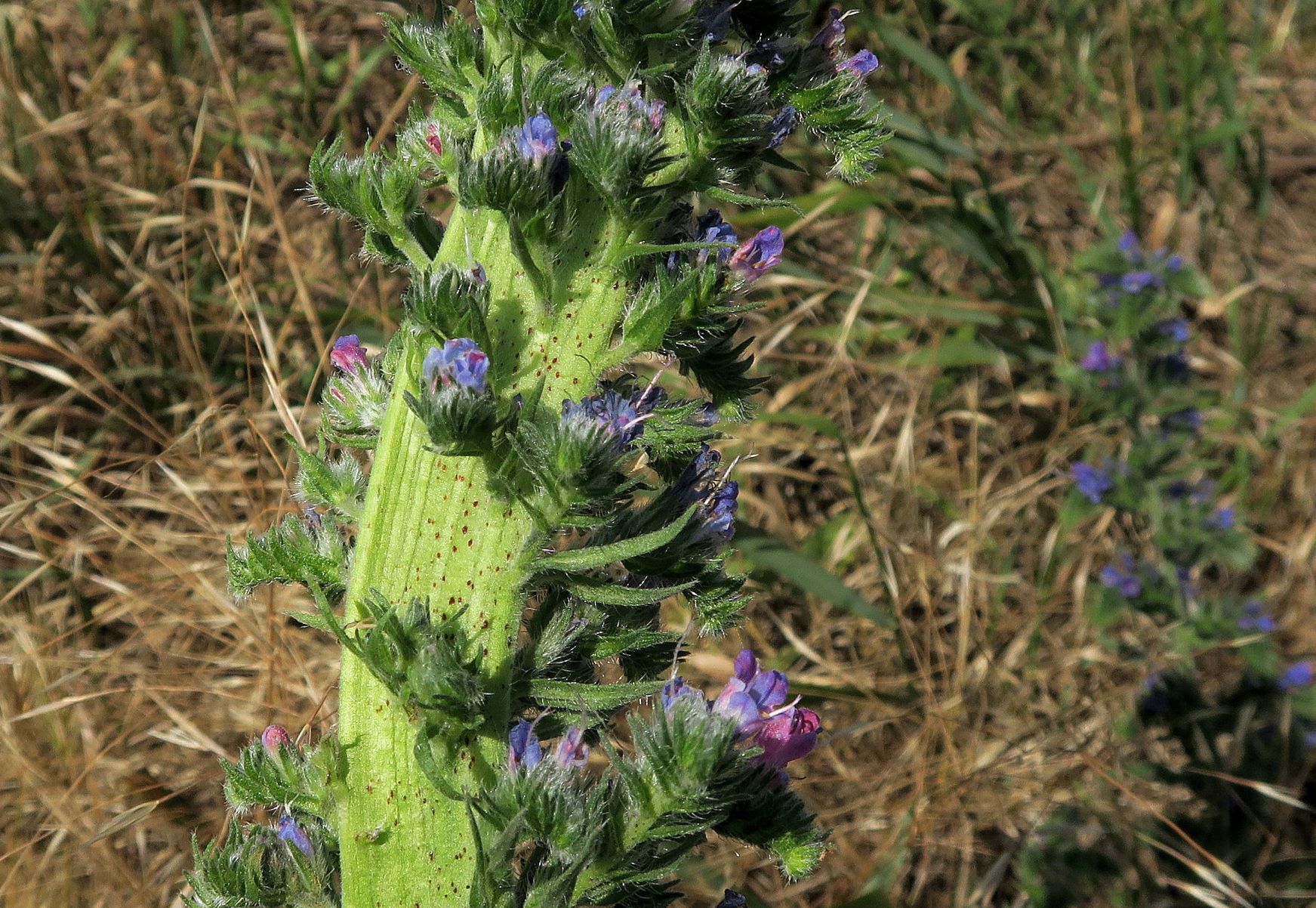 Echium vulgare Gewöhnlich-Natternkopf verbändert, Winden aS ruderal Sattel westl. Hackelsberg 15.06.2022 C (7).JPG