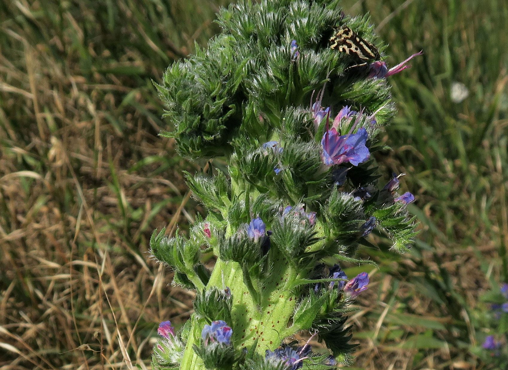 Echium vulgare Gewöhnlich-Natternkopf verbändert, Winden aS ruderal Sattel westl. Hackelsberg 15.06.2022 C (6).JPG