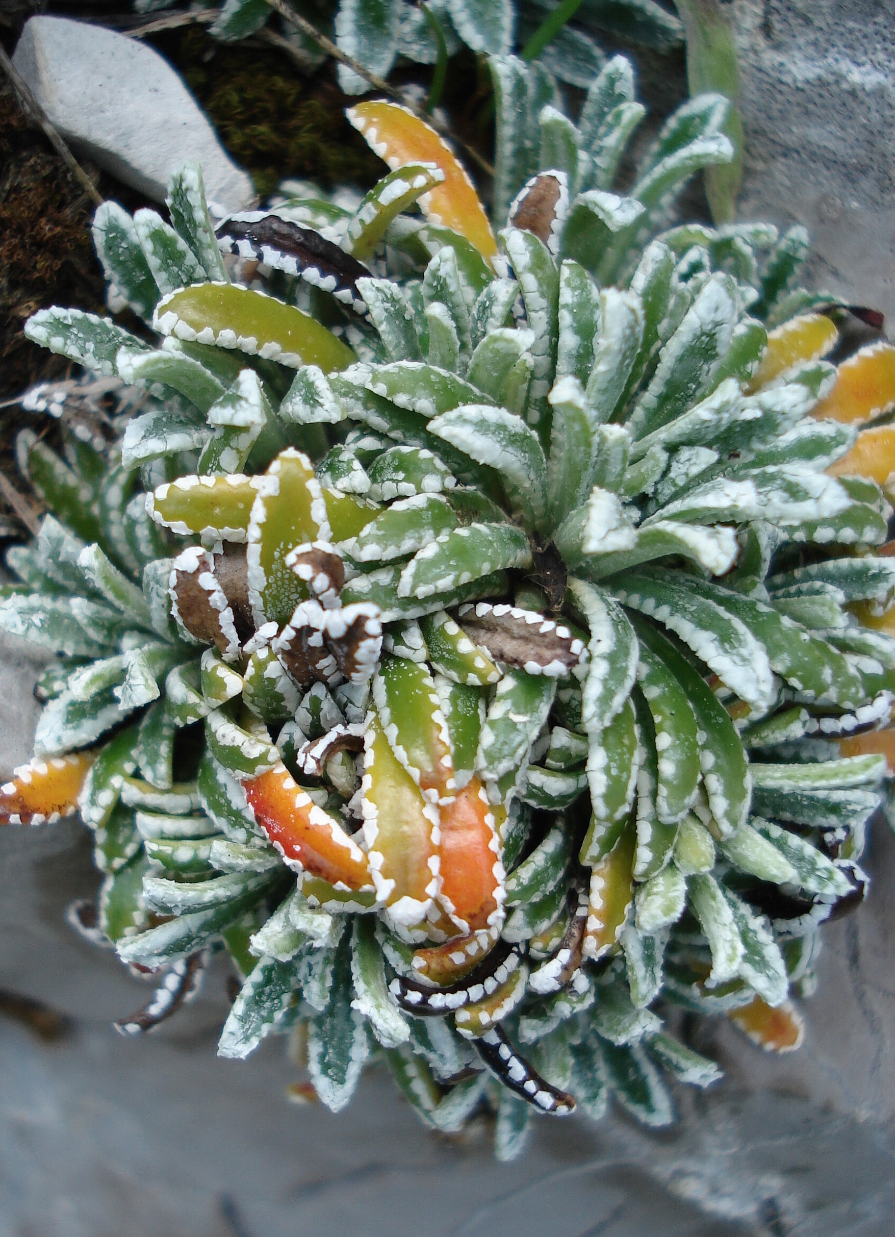 Saxifraga crustata.JPG