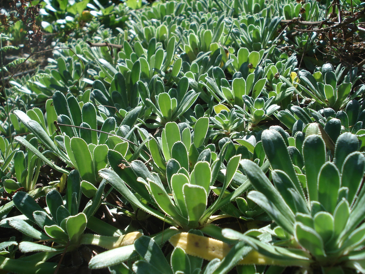 Saxifraga hostii subsp.hostii.JPG