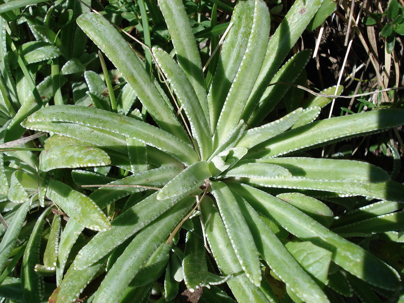 Saxifraga hostii subsp. rhaetica.JPG