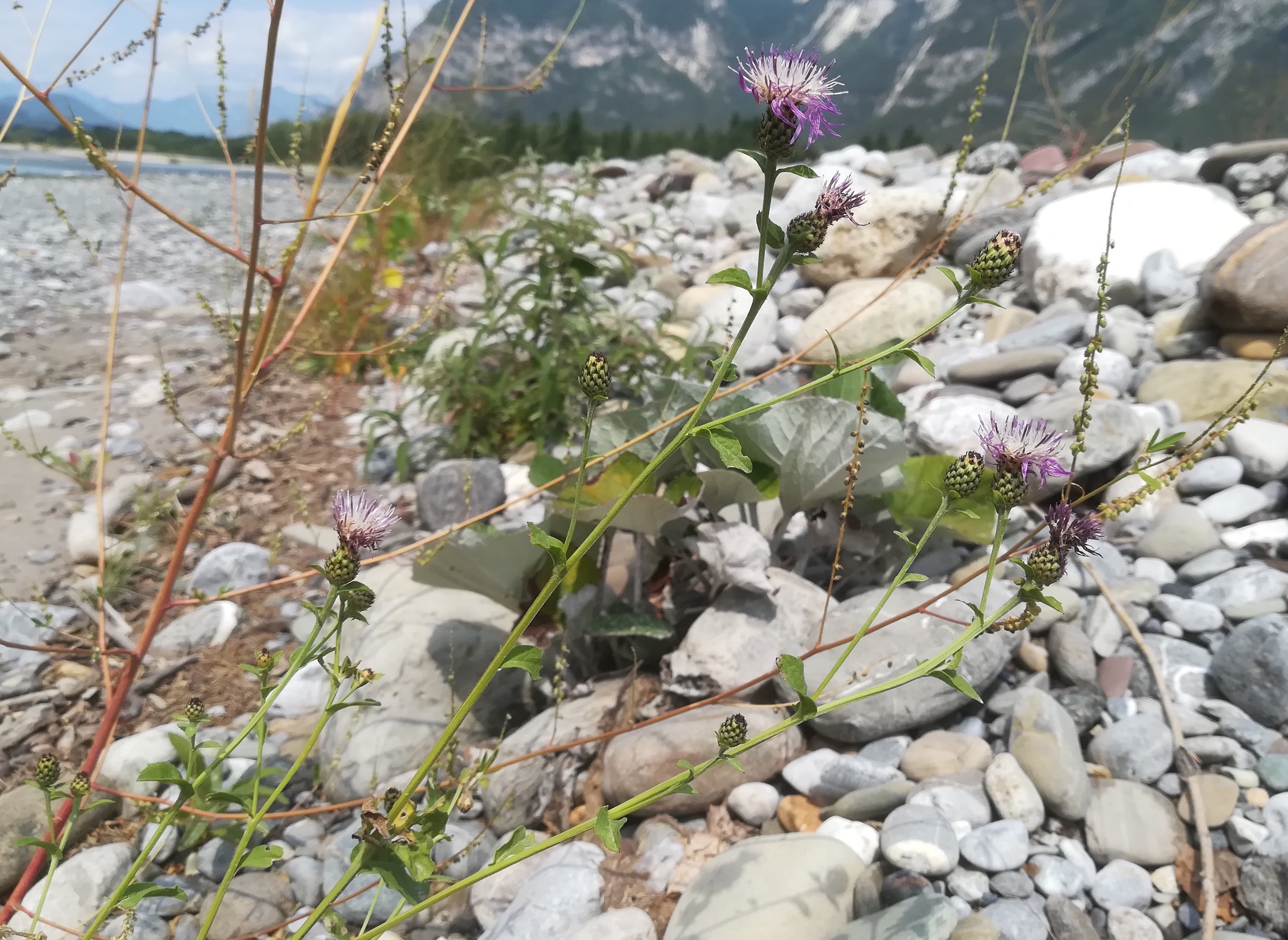 centaurea cf. nigrescens amaro tagliamento friaul-julisch venetien italien_20220724_115038.jpg