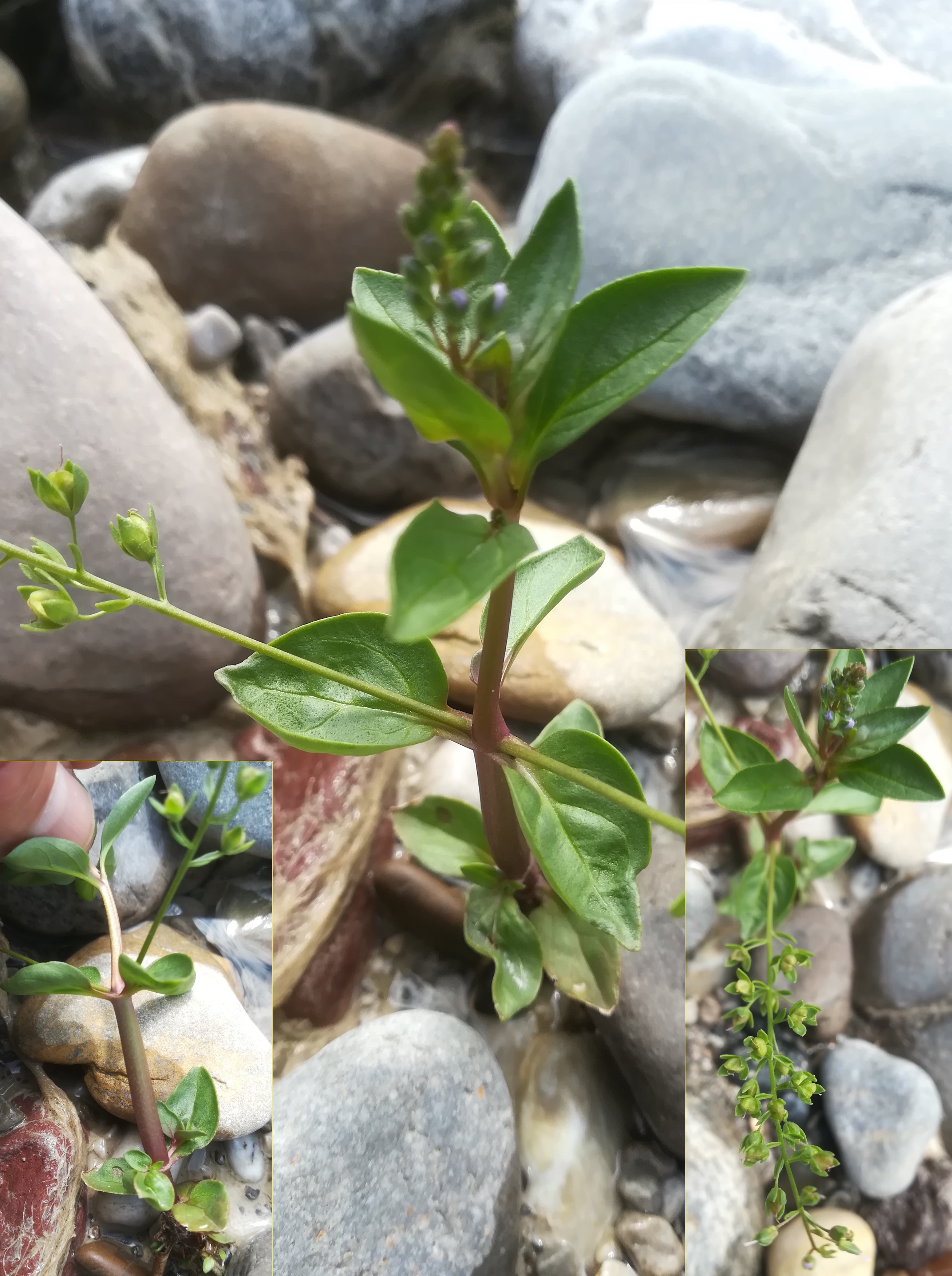 veronica sp. amaro tagliamento friaul-julisch venetien italien_20220724_113841.jpg