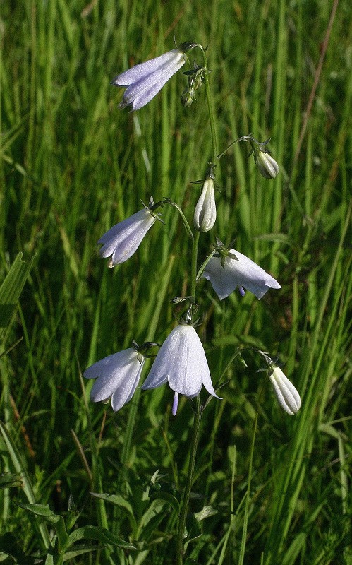 k-20.6.06 Adenofora lilifolia.a1.jpg