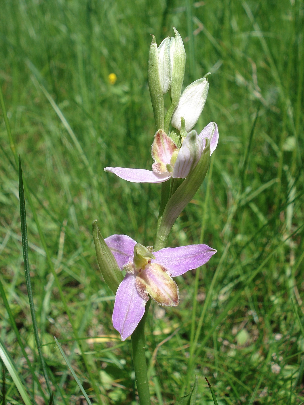 Oph.apifera.var.purpurea.I-Osoppo.Tagliamento-Ufer.30.Mai.21.JPG