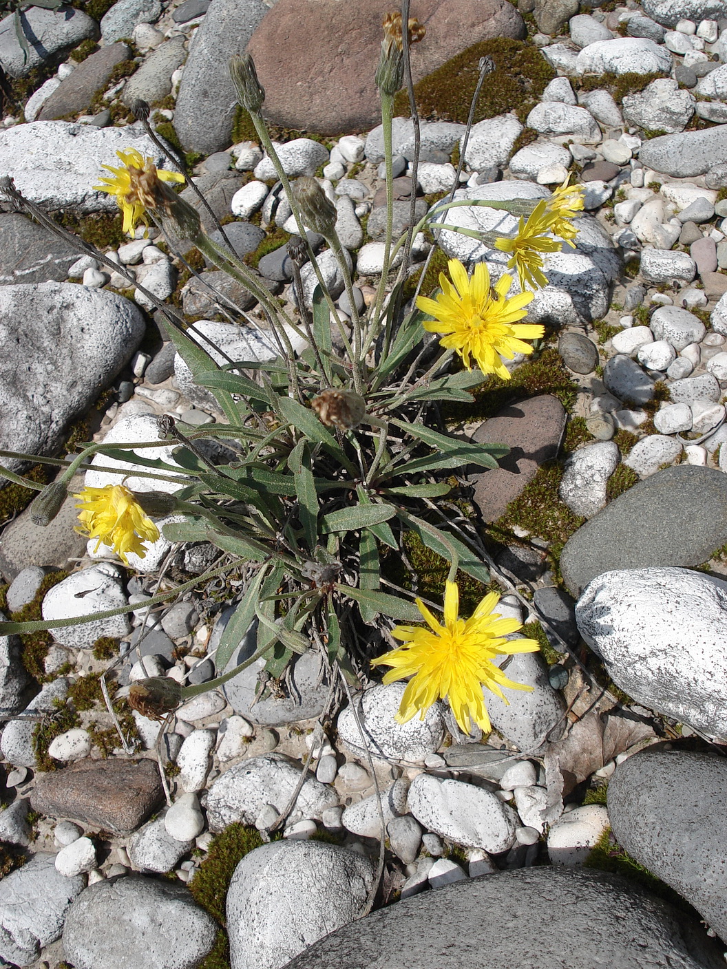 Leontodon.berinii.I-Osoppo.Valle.Tagliamento.29.Apr.17.JPG