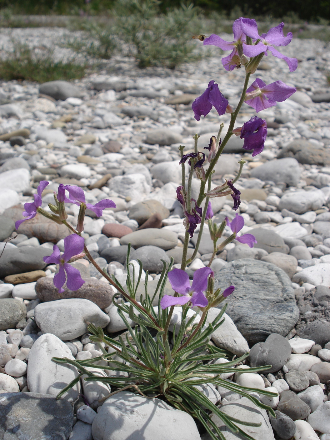 Matthiola.valesiaca.I-Osoppo.Tagliamento. 24.Mai.17.JPG