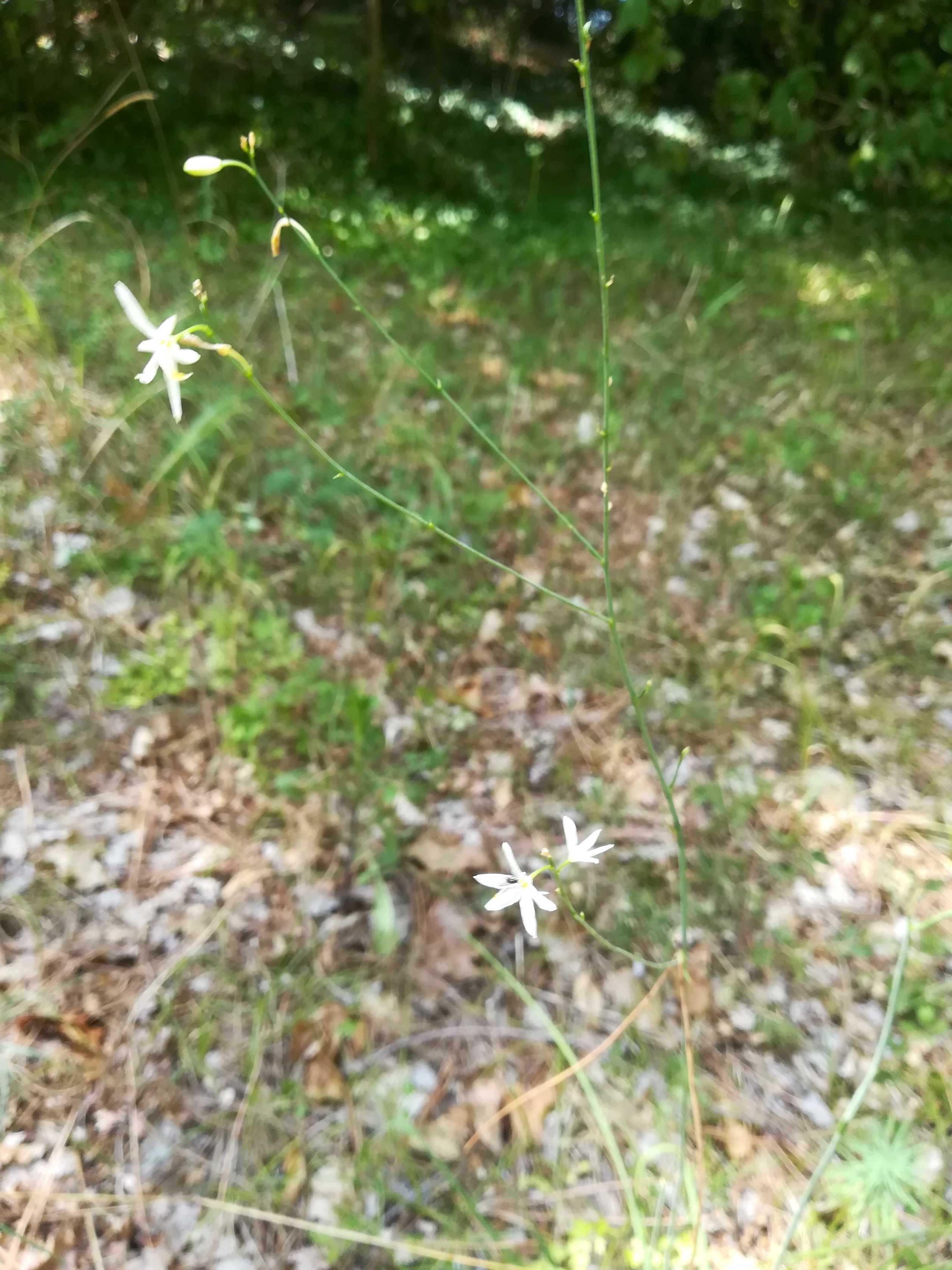 anthericum ramosum san marco S aquileia friaul-julisch venetien italien_20220726_132442.jpg