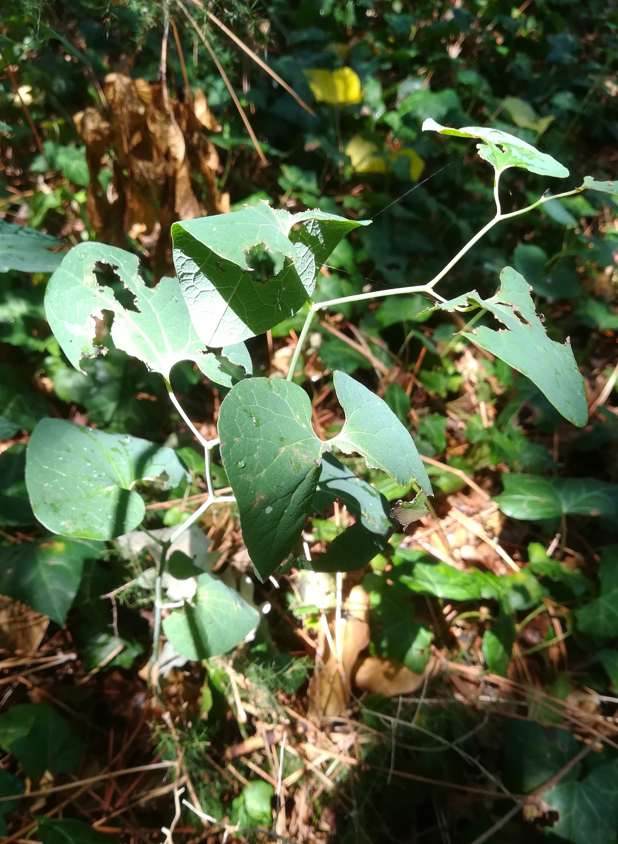 aristolochia sp. san marco S aquileia friaul-julisch venetien italien_20220726_125931.jpg