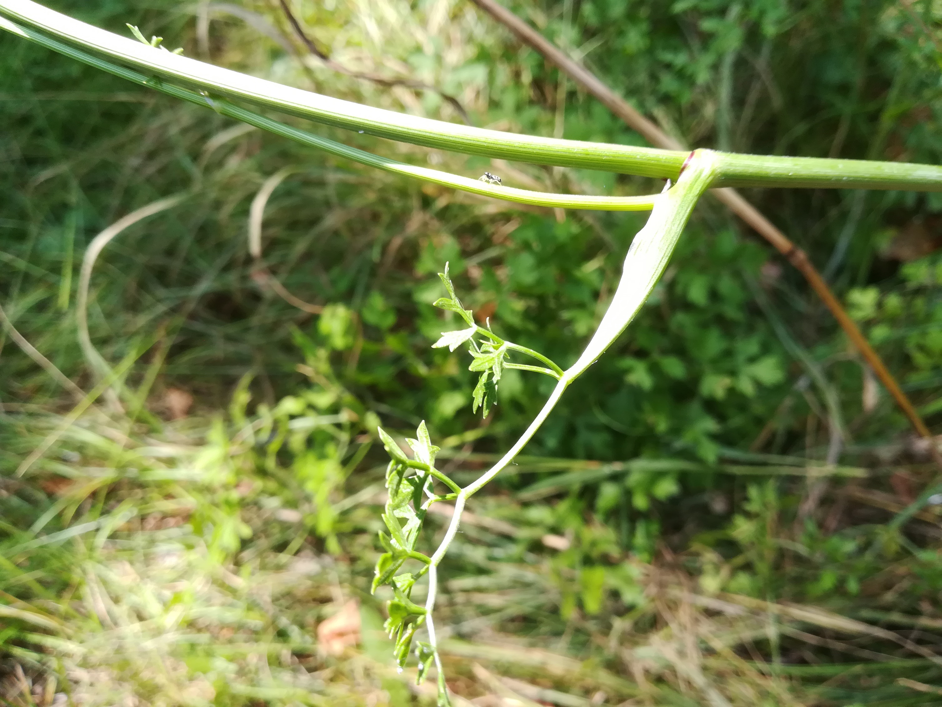 cf. peucedanum oreoselinum san marco S aquileia friaul-julisch venetien italien_20220726_132042.jpg