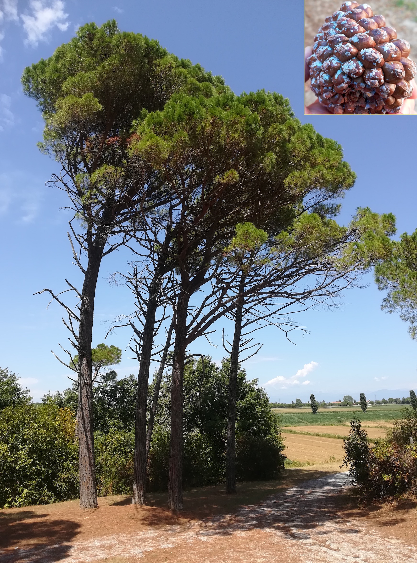 pinus pinea san marco S aquileia friaul-julisch venetien italien_20220726_133024.jpg