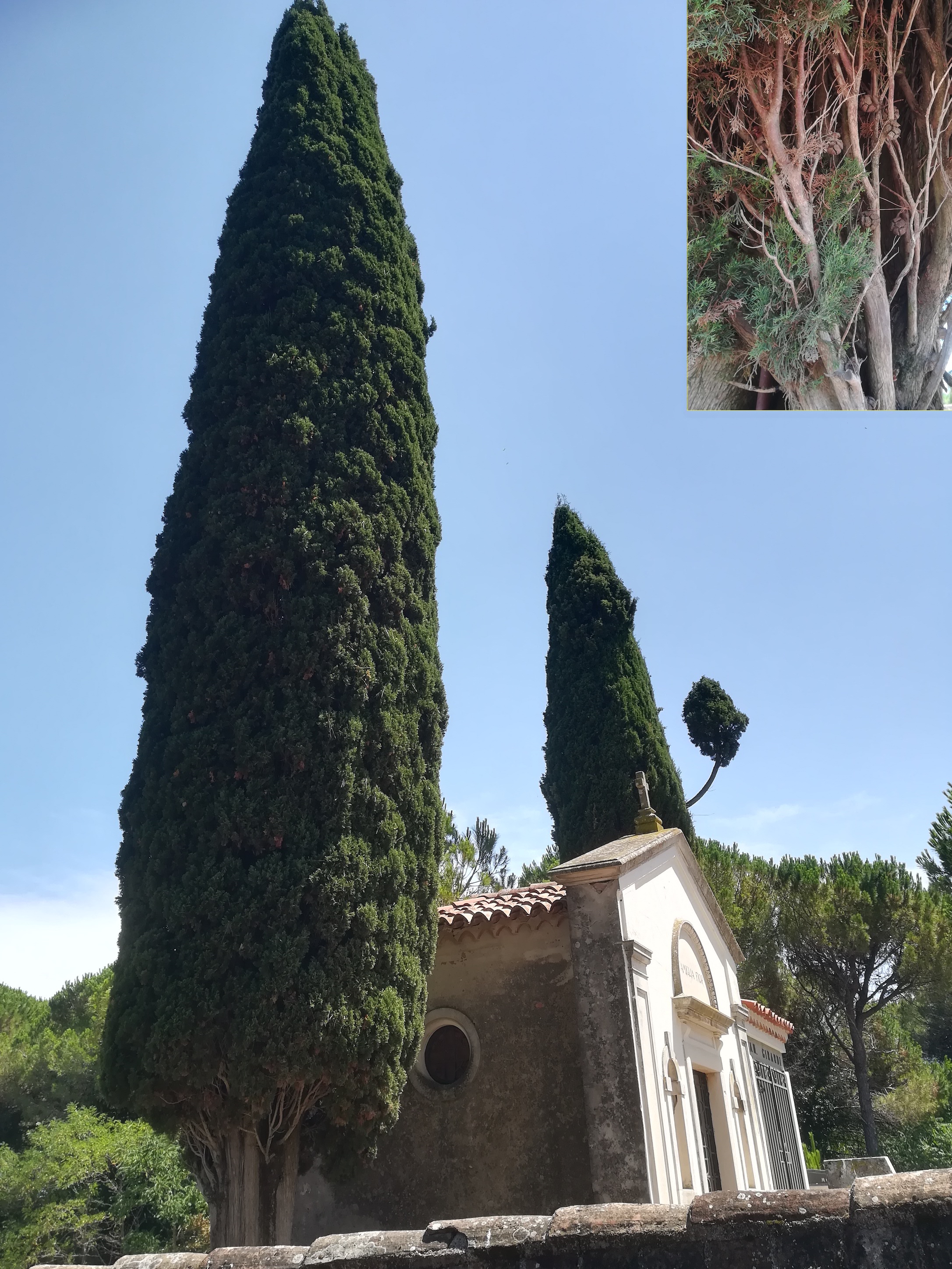 cupressus sempervirens san marco S aquileia friaul-julisch venetien italien_20220726_133100.jpg