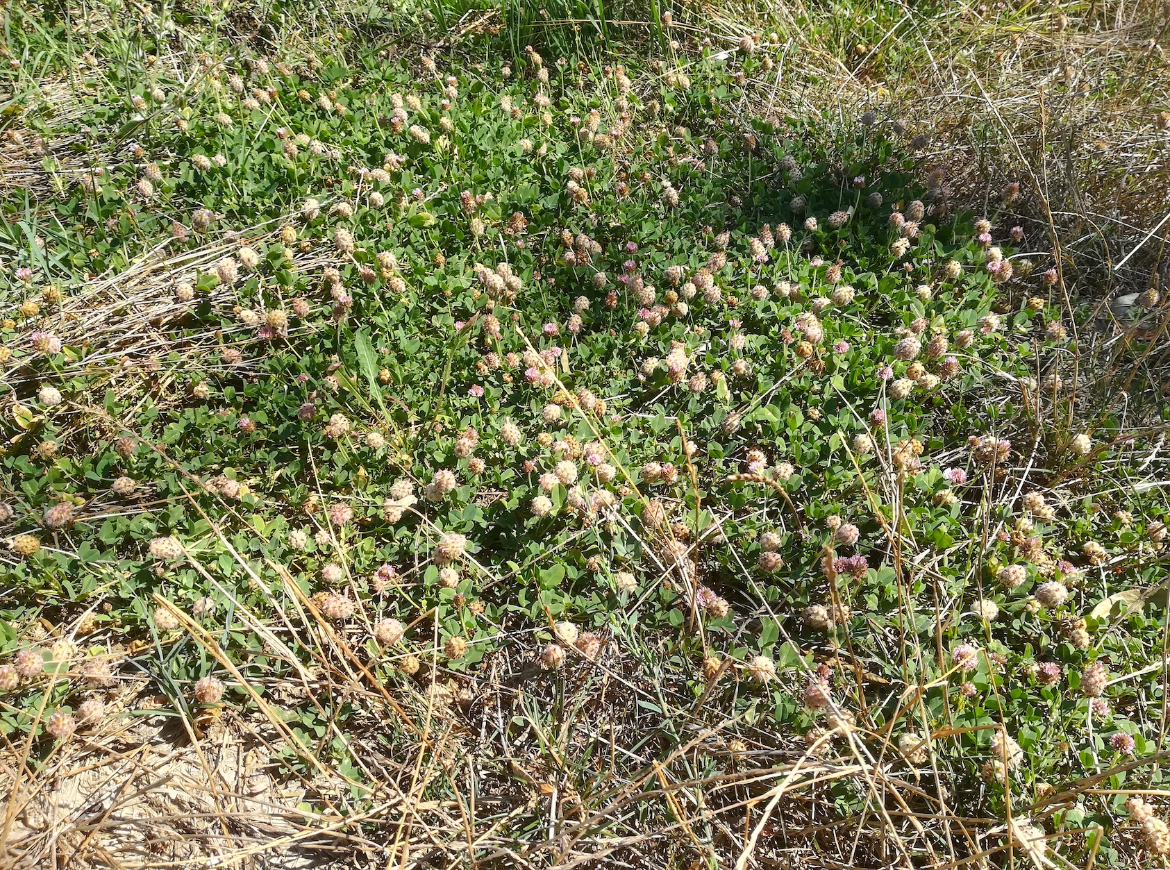 trifolium fragiferum valle cavanata friaul-julisch venetien italien_20220728_110005.jpg