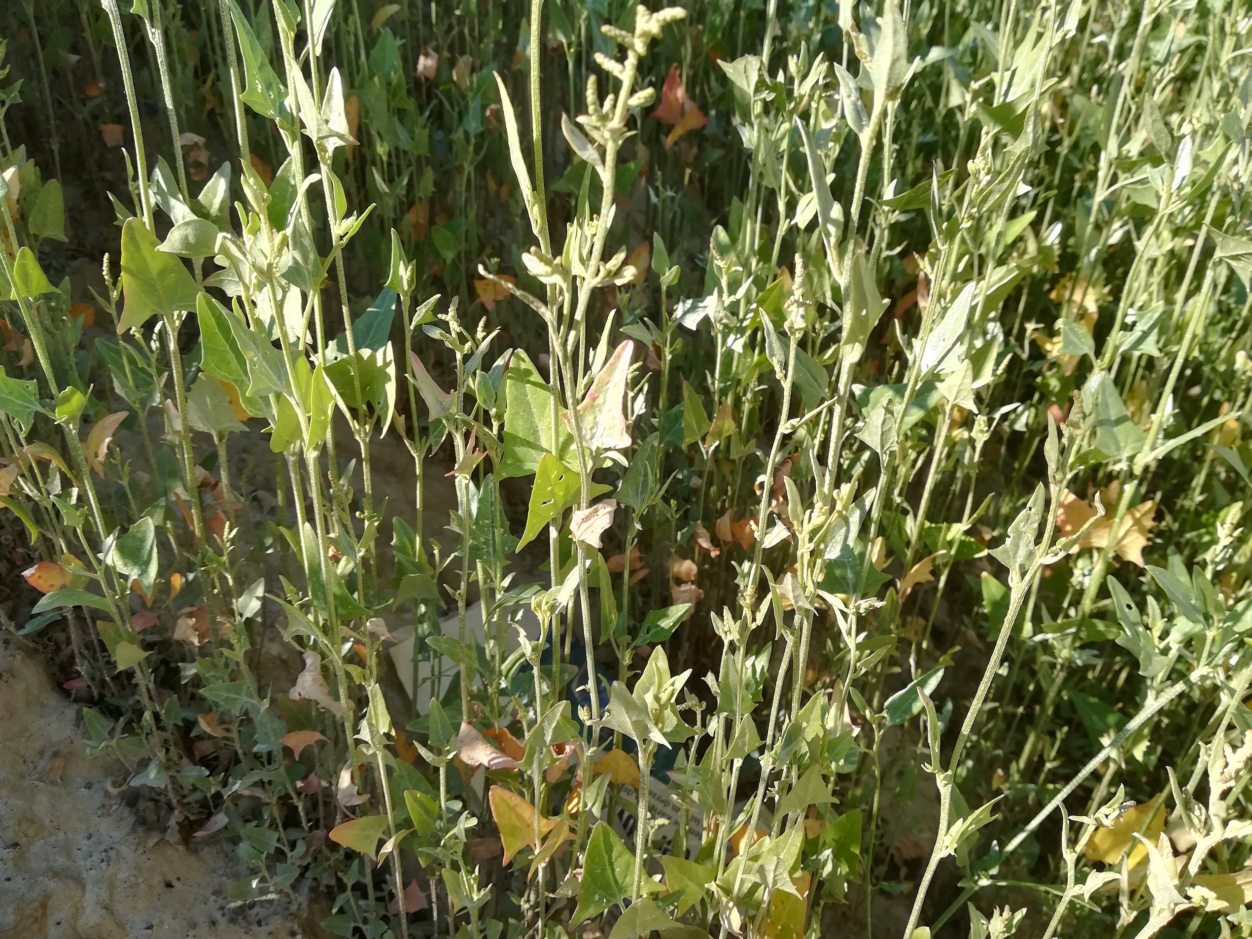 atriplex sp. lanzendorf_20220805_090723.jpg