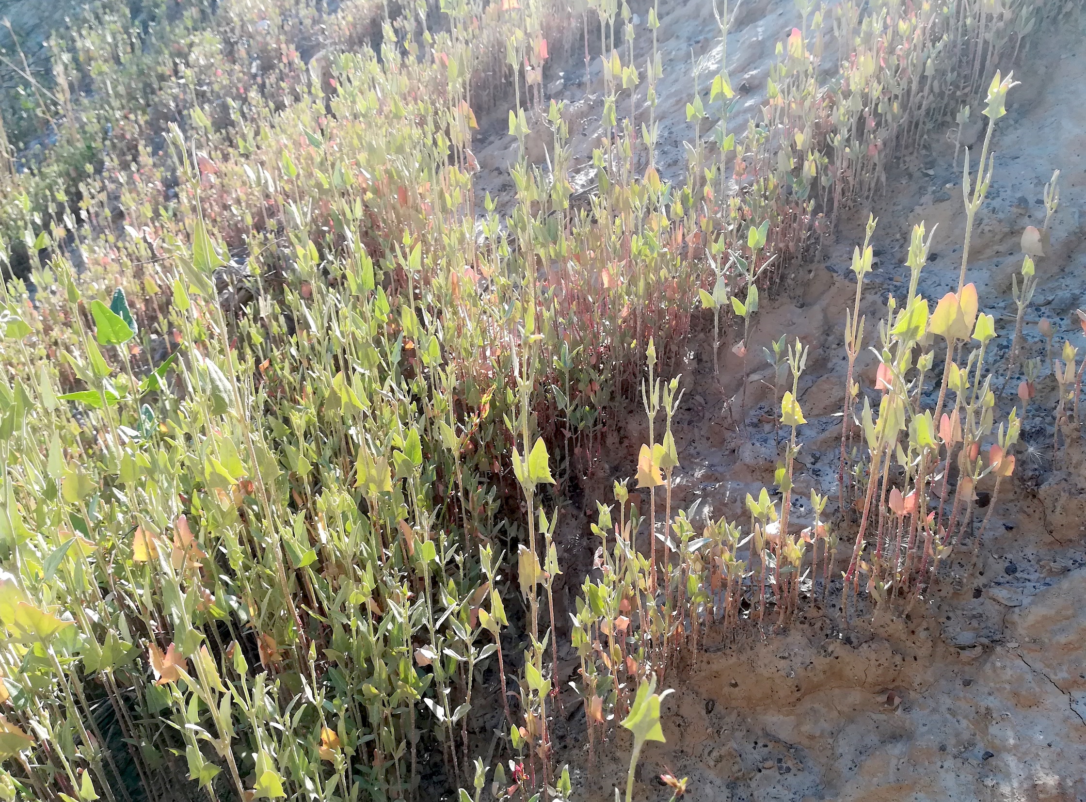 atriplex sp. lanzendorf_20220805_090732.jpg