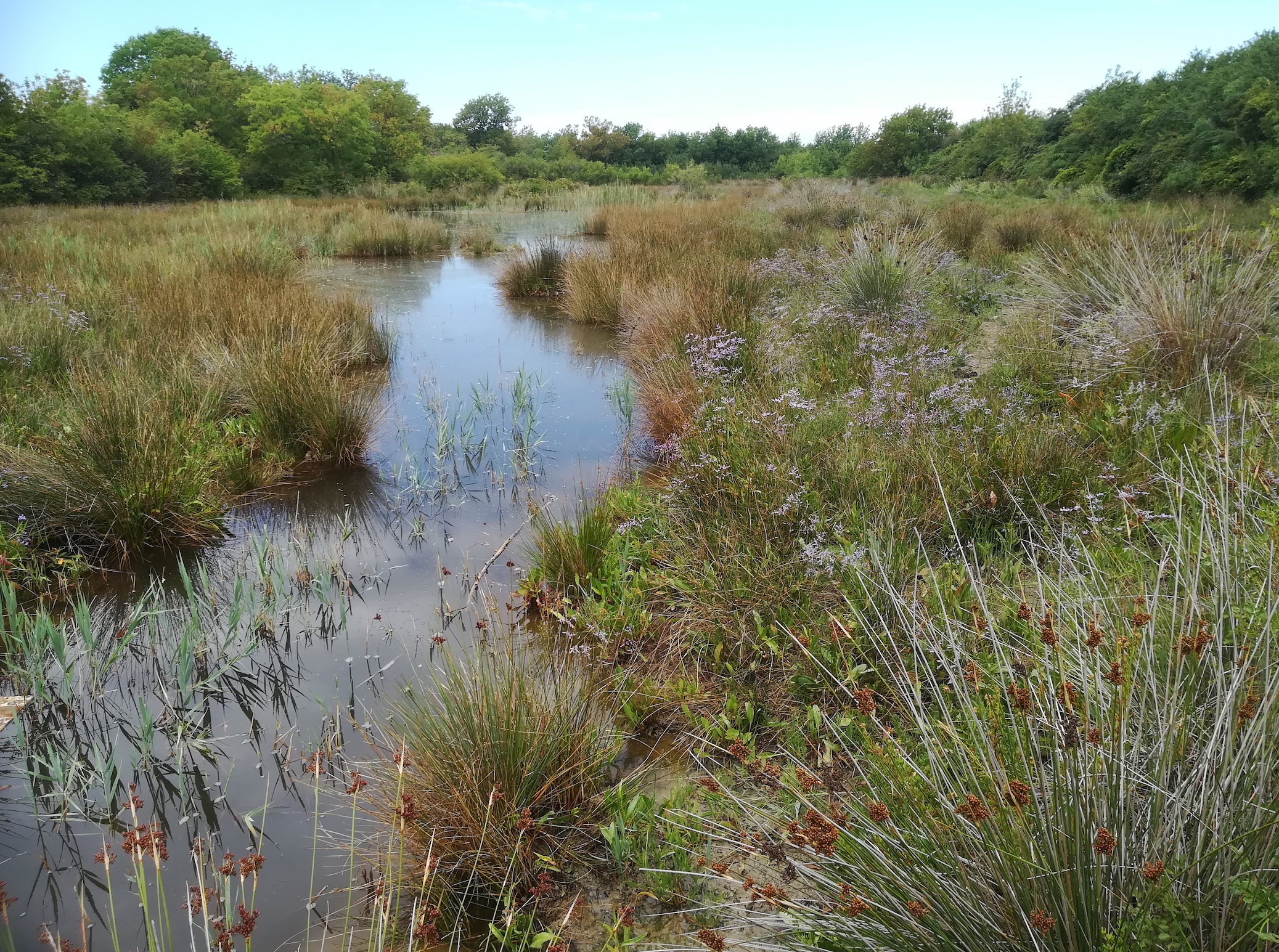 brackwassertümpel mit juncus maritimus et limonium sp. foce dell'isonzo friaul-julisch venetien italien_20220730_114648.jpg