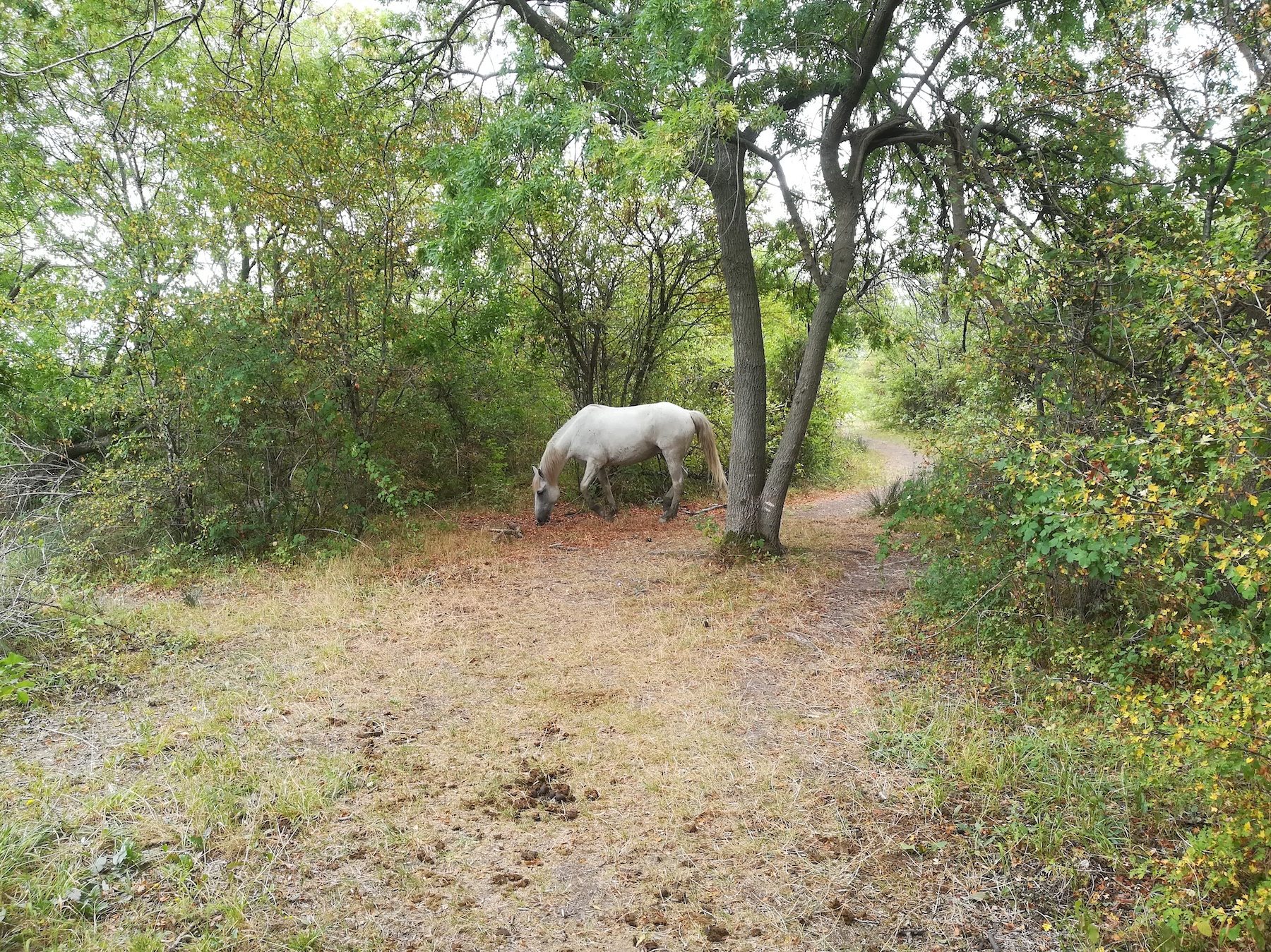 camargue-pferd foce dell'isonzo friaul-julisch venetien italien_20220730_114101.jpg