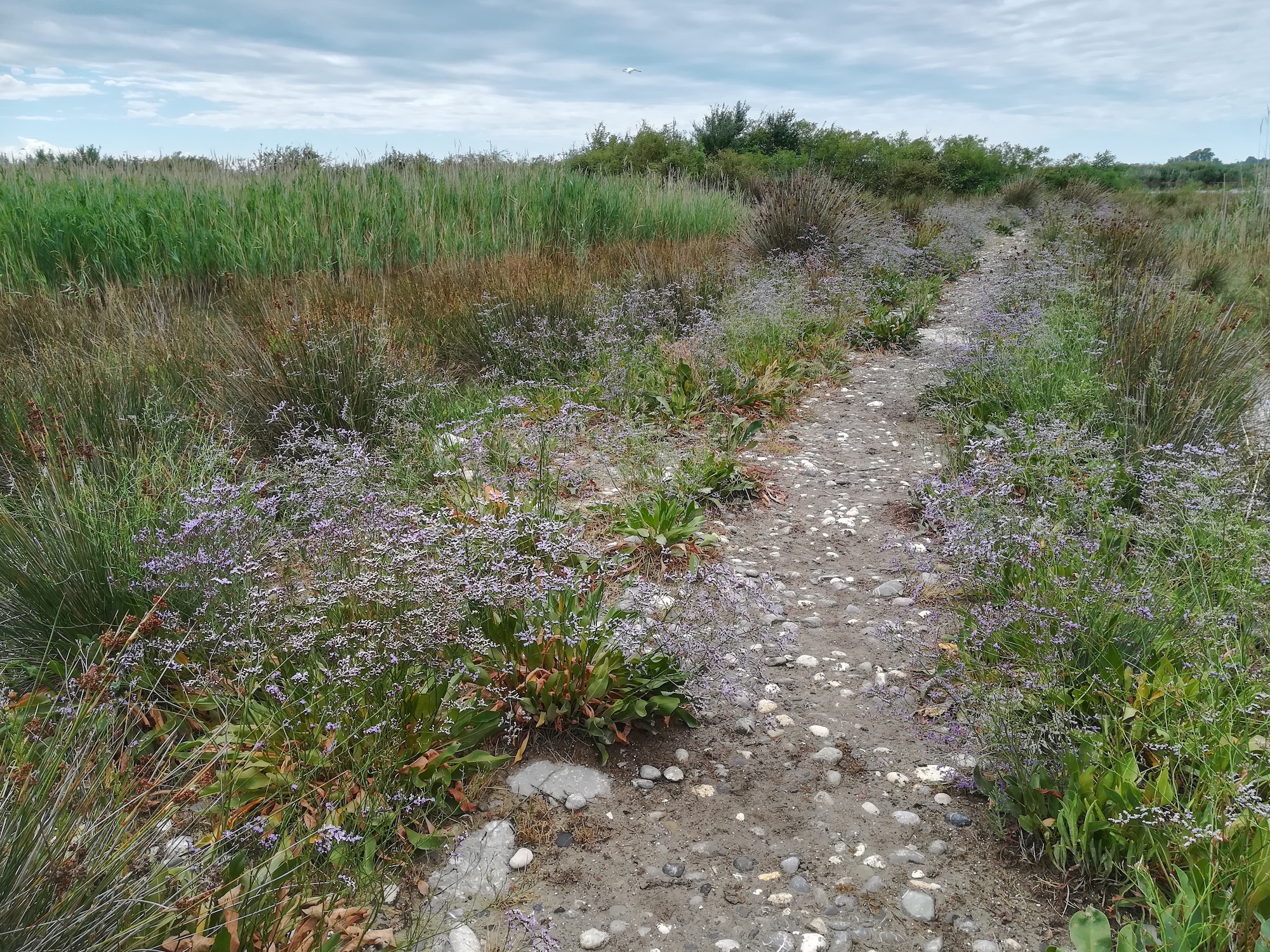 limonium sp. foce dell'isonzo friaul-julisch venetien italien_20220730_115906.jpg