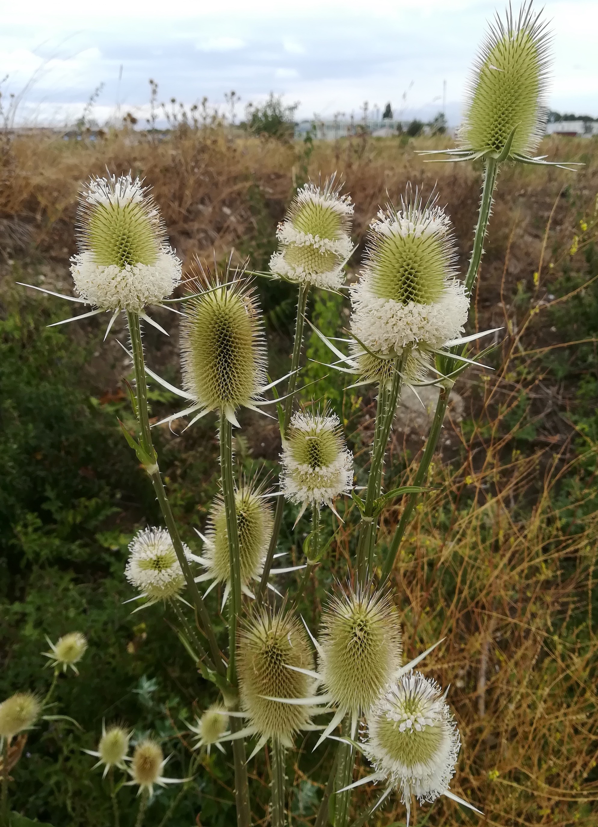 dipsacus laciniatus lanzendorf_20220806_120211.jpg