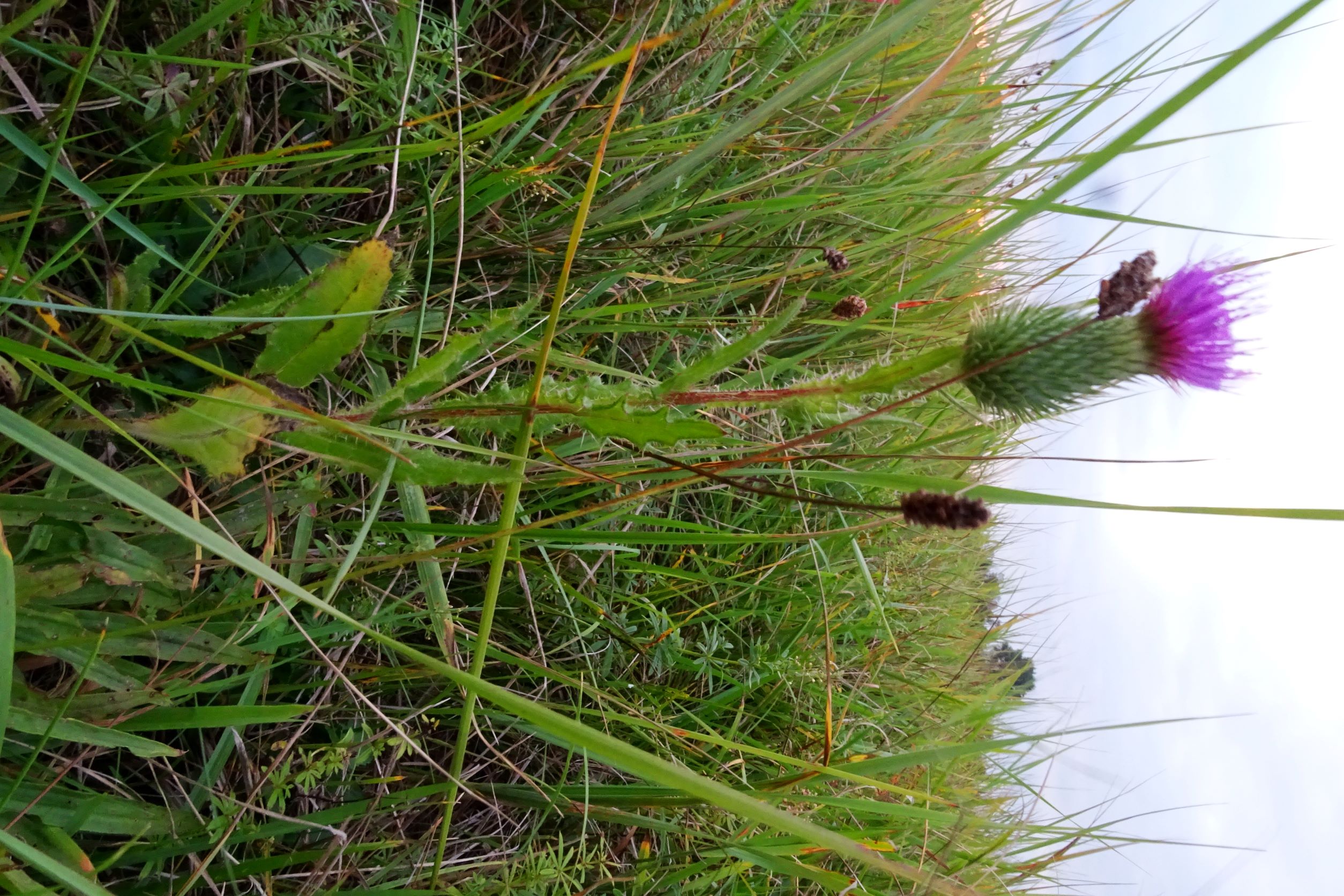 DSC09192 cirsium, 2020-09-30, Leithaauen bei Gattendorf.JPG