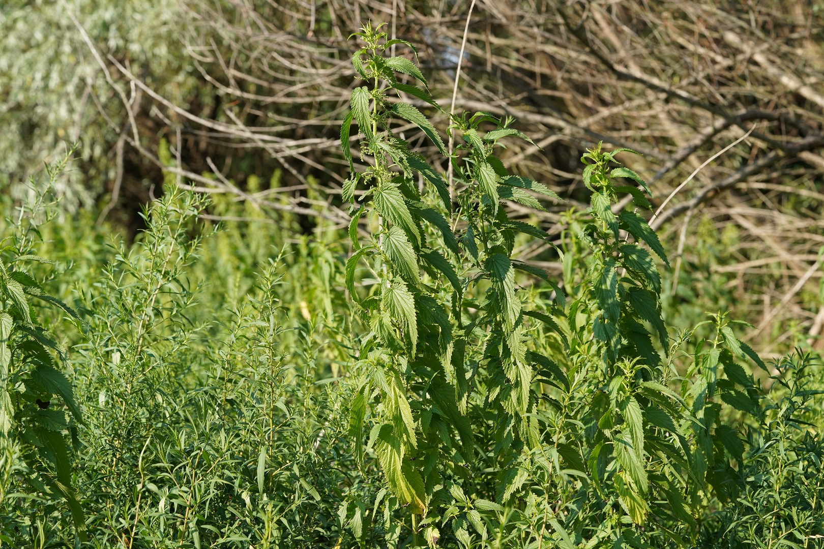 DSC08925.JPG