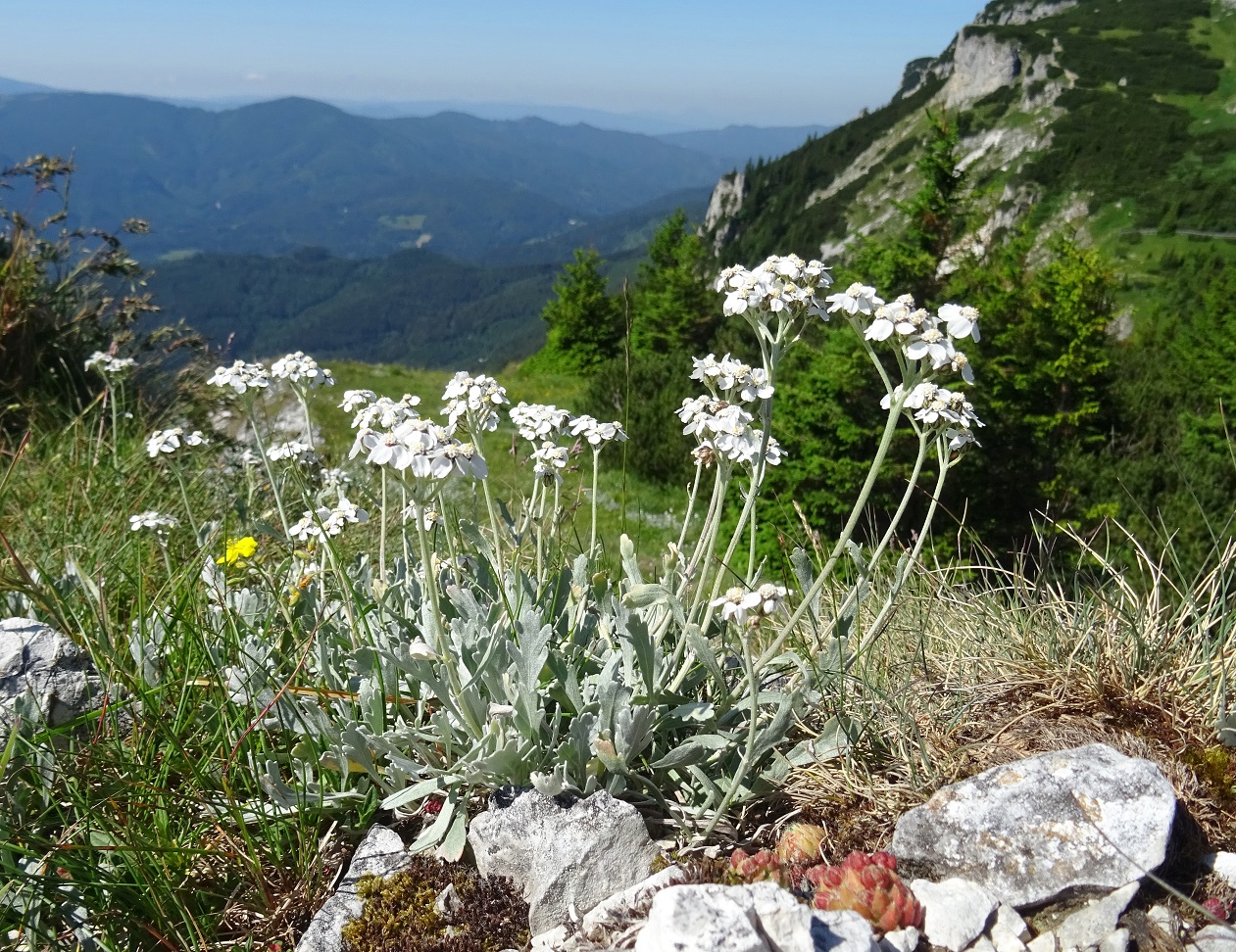 Achillea clavennae.JPG