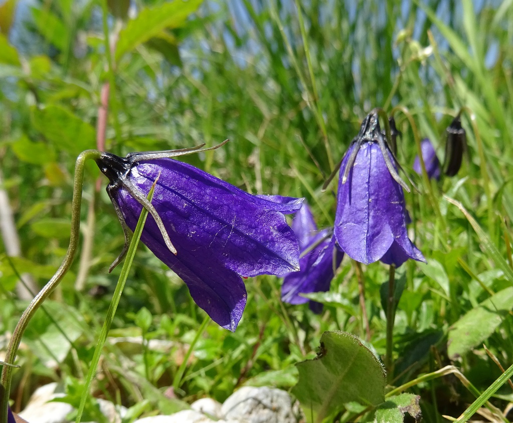 Campanula pulla .JPG