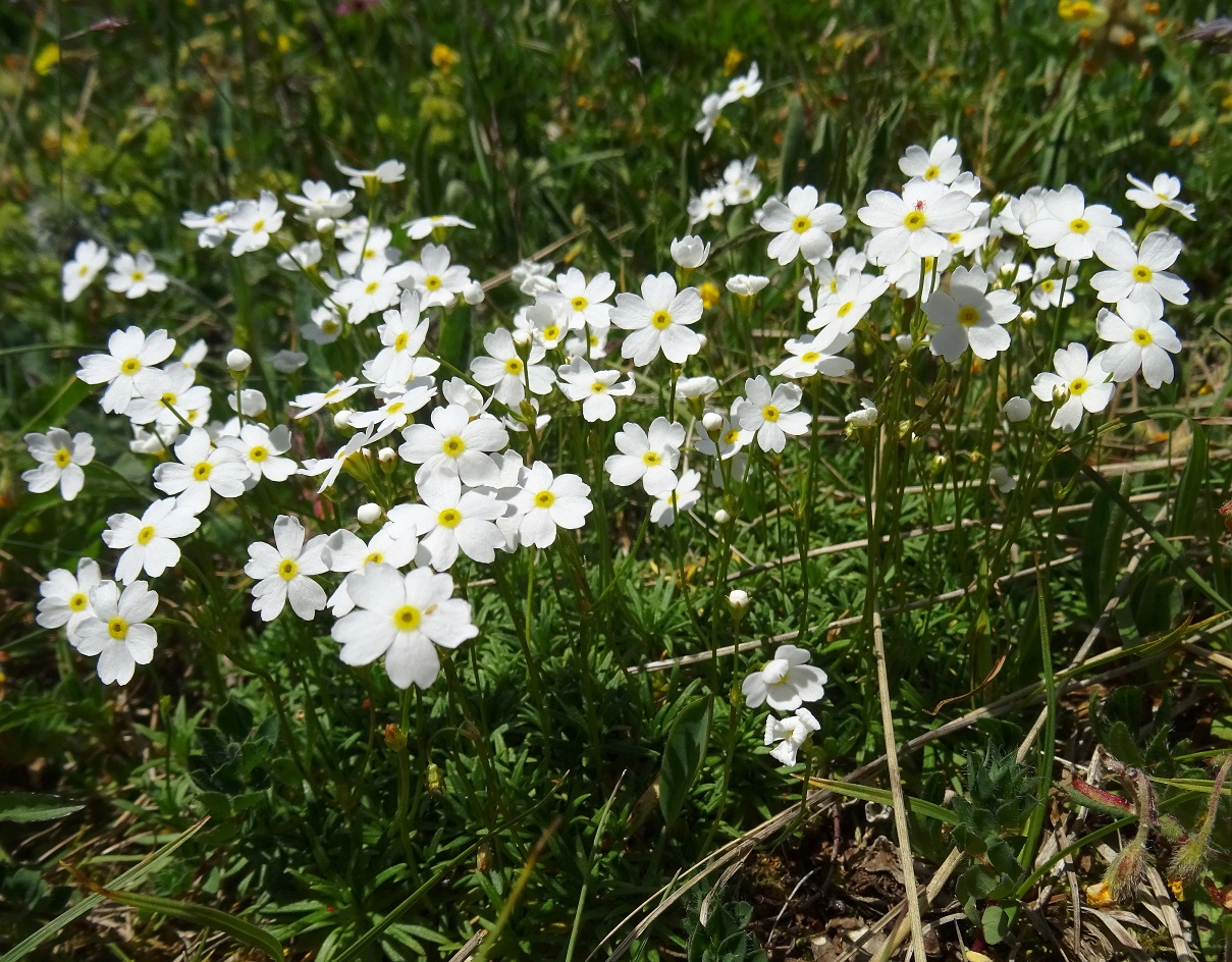 Androsace lactea .JPG