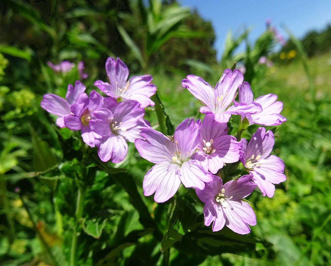 Epilobium alpestre .JPG