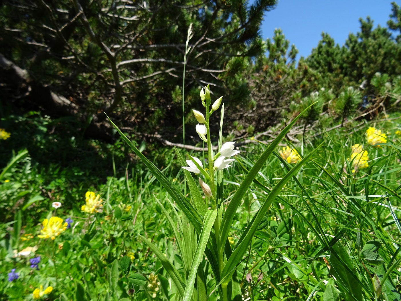 Cephalanthera longifolia .JPG