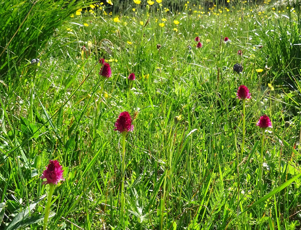 Nigritella miniata  .JPG