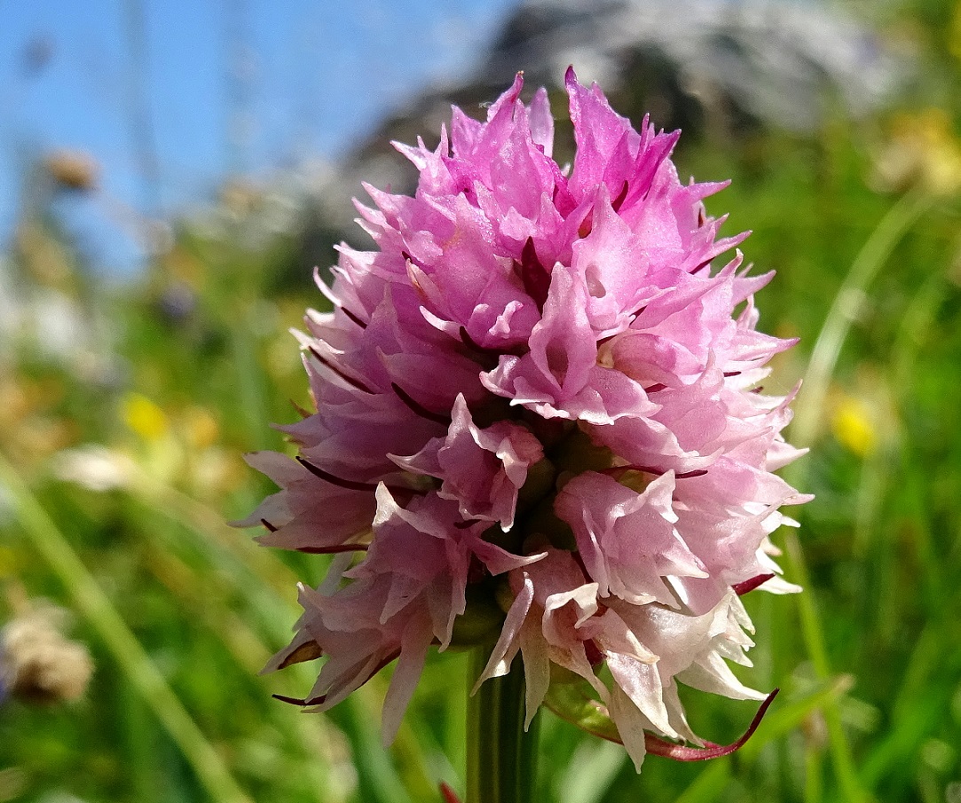 Nigritella widderi .JPG