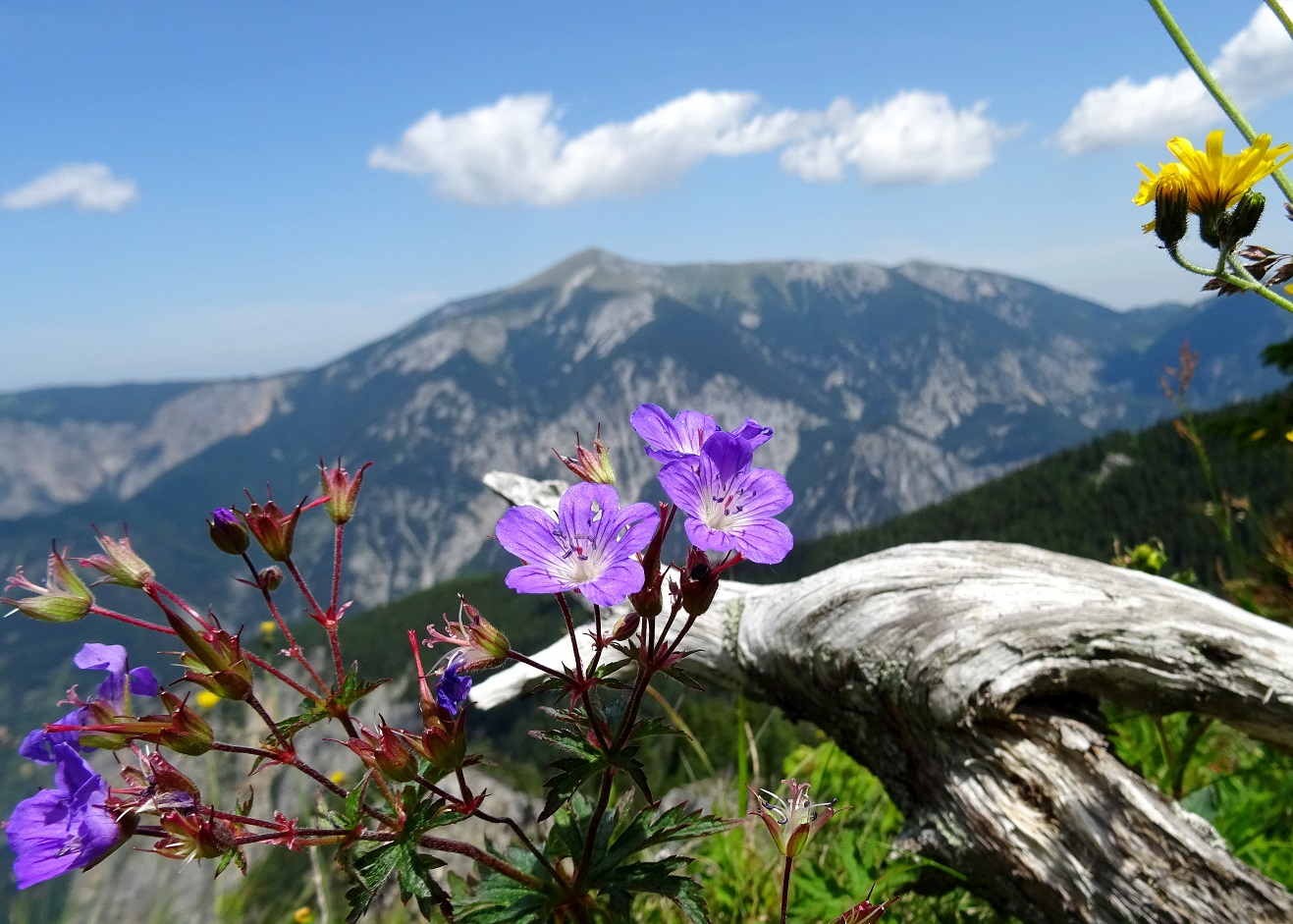 Geranium sylvaticum.JPG