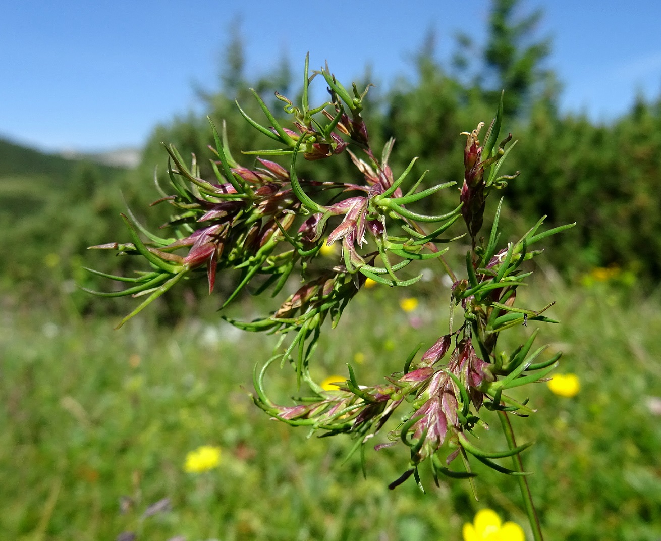 Poa alpina .JPG