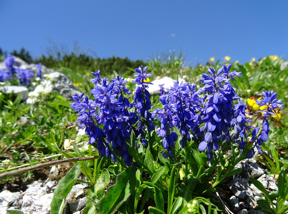 Polygala amara .JPG