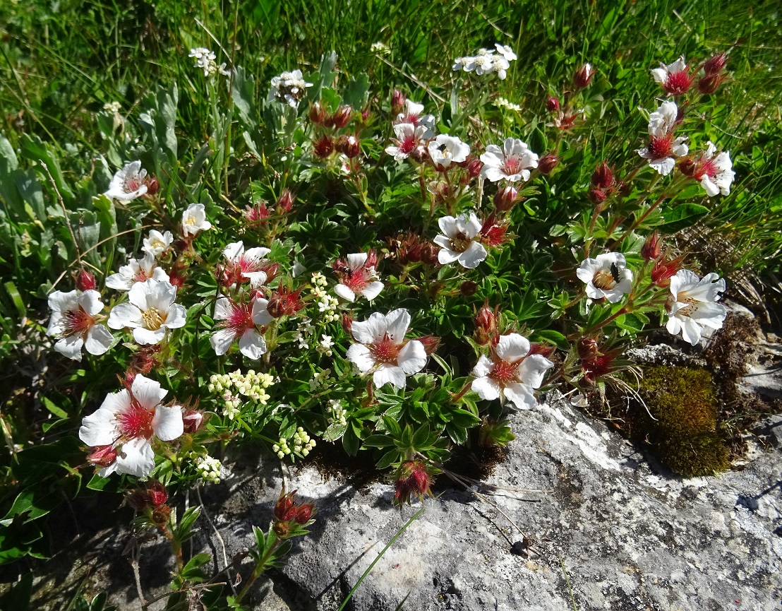 Potentilla clusiana .JPG